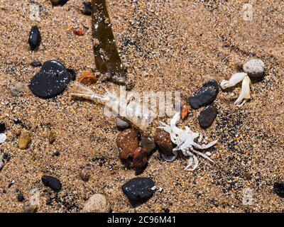 An einem Northumberland-Strand wurden Dinge wie Krabben, Kohle, Algen und Fischreste ausgewaschen. Stockfoto