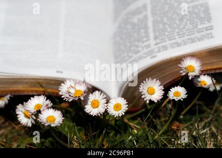Offene Bibel im Gras mit Gänseblümchen im Vordergrund. Frankreich. Stockfoto