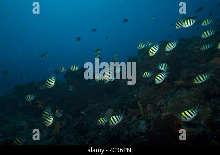 Schwarm von Sergeant Major, Abudefduf saxatilis, in Tulamben, Bali, Indonesien Stockfoto