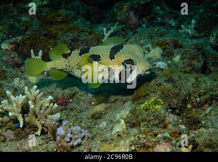 Schwarzfleckiger Stachelschweinfisch, Diodon liturosus, Bali, Indonesien Stockfoto