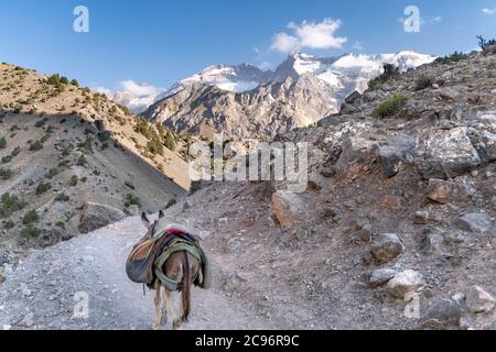 Der inländische Esel auf der Pflicht, Ladung auf dem Sattel in fann Berge in Tadschikistan zu tragen Stockfoto