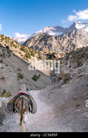 Der inländische Esel auf der Pflicht, Ladung auf dem Sattel in fann Berge in Tadschikistan zu tragen Stockfoto