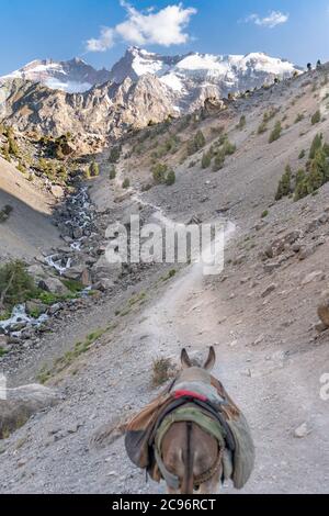 Der inländische Esel auf der Pflicht, Ladung auf dem Sattel in fann Berge in Tadschikistan zu tragen Stockfoto