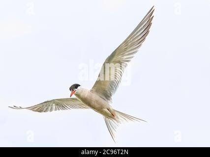 Seeschwalbe, Sterna hirundo, Fliegen über den Fluss Ouse, Angeln, Sommer 2020 Stockfoto