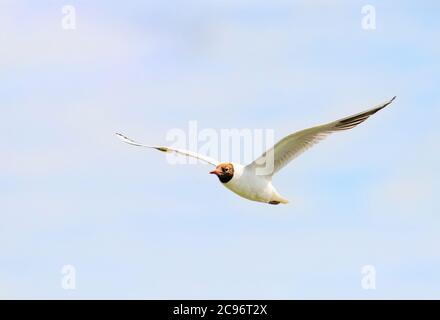 Schwarzkopfmöwe, Chroicocephalus ridibundus, am Fluss Ouse in der Cambridgeshire Landschaft, Großbritannien Stockfoto