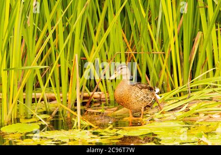Weibliche Gadwall, Ente, The River Cam, Cambridge, Großbritannien, Sommer 2020 Stockfoto