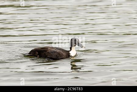 Moky Mallard, Cross Breed Duck, Wasservogel, Schwimmen auf dem River Cam, Cambridgeshire, Großbritannien Stockfoto