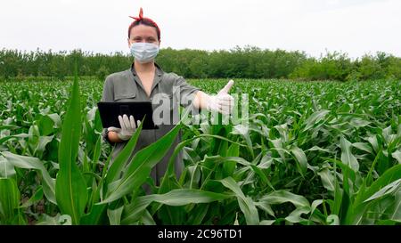 Weibliche Agronomin mit Maske und Handschuhen hält Laptop und gibt Daumen nach oben für erfolgreiche Maisernte. Stockfoto