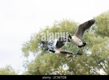 Kanadagans, Kanadagänse, am Fluss Cam bei Cambridge, Großbritannien, Sommer 2020 Stockfoto