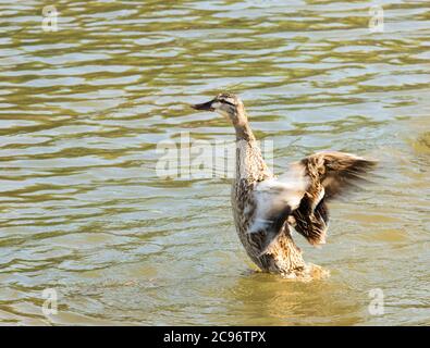 Weibliche Gadwall, Ente, The River Cam, Cambridge, Großbritannien, Sommer 2020 Stockfoto