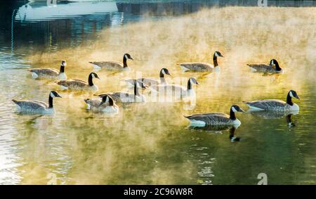 Kanadagans, Kanadagänse, am Fluss Cam bei Cambridge, Großbritannien, Sommer 2020 Stockfoto