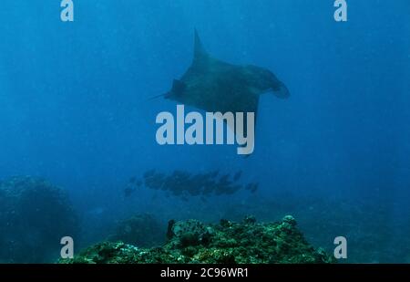 Riff Manta Ray, Mobula alfredi, Manta Point, Nusa Penida, Nusa Lembongan, Bali, Indonesien Stockfoto