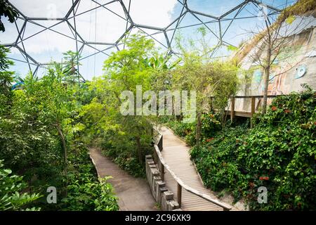 Das Innere des Regenwaldbioms im Eden-Projektkomplex in Cornwall. Stockfoto