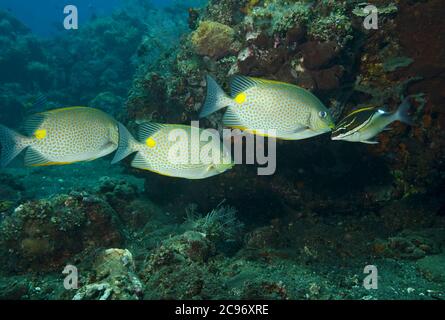 Drei Goldsattel Rabbitfish, Siganus guttatus, am Riff, Tulamben, Bali, Indonesien Stockfoto