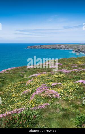 Meeresblüte Armeria maritima und Nierenziefer Anthyllis velneraria wächst auf dem Küstenpfad bei Bedruthan Steps in Carnewas in Cornwall. Stockfoto