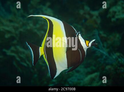 Maurisches Idol, Zanclus cornutus, am Korallenriff, Tulamben, Bali Stockfoto