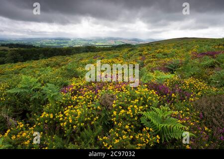 Heather and Gorse in Flower on Black Hill in the Quantock Hills with the Brendon Hills Beyond, Somerset, England. Stockfoto