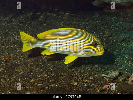 Lined sweetlips, Plectorhinchus polytaenia, Indonesien Stockfoto