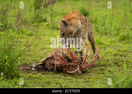 Gefleckte Hyäne Kauknochen von wildebeest Karkasse Stockfoto