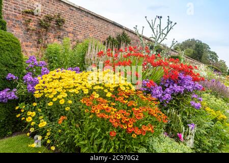 Krautige Grenze mit gelben, roten und violetten Blüten in einem etablierten Garten. Stockfoto