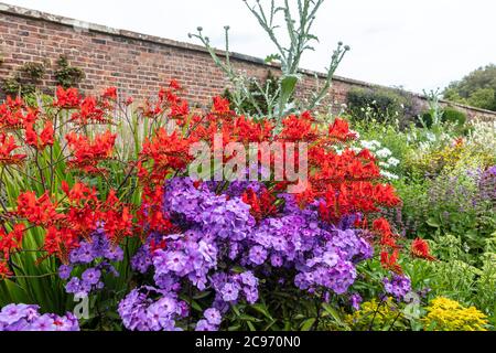 Rote Crocosmia und lila Phlox blühende Pflanzen in einem krautigen Rand. Stockfoto