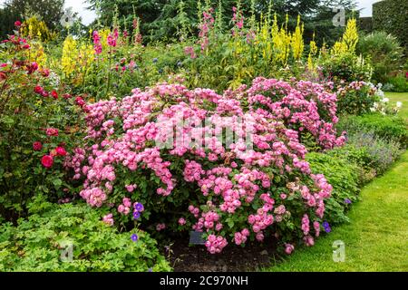 Krautige Grenze mit großen rosa Rosenstrauch, gelbe verbascum und Malge Pflanzen. Stockfoto