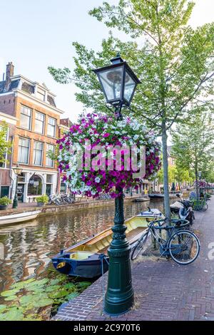 Schöne Blumen im Sommer hängen an Straßenlaternen in der Altstadt von Leiden in den Niederlanden, Europa Stockfoto