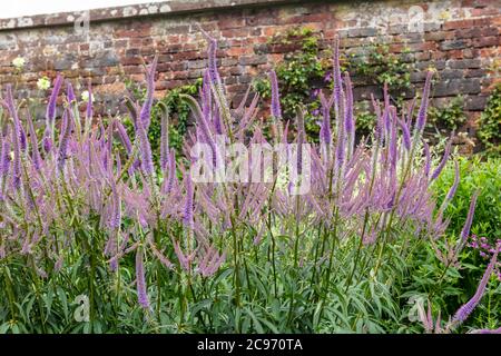 Purple Veronica Spicata etablierte blühende Pflanzen in krautigen Rand. Stockfoto