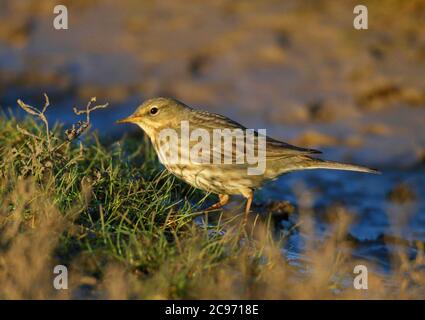 British Rock Pitpit (Anthus petrosus petrosus, Anthus petrosus), Nahrungssuche auf dem Boden im Schlamm, Großbritannien, England, Norfolk Stockfoto