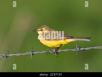 Gelb-gekrönter Wagtail, Gelber Wagtail (Motacilla flava flavissima, Motacilla flavissima), männlicher Barsch auf Stacheldraht, Großbritannien, England, Norfolk Stockfoto