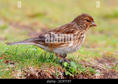 Britischer Zweibeiner (Carduelis flavirostris pipilans, Carduelis pipilans), der im Frühjahr auf dem Boden steht, Vereinigtes Königreich, Schottland Stockfoto