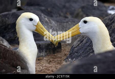 Wellenalbatros, Galapagos-Albatros (Diomedea irrorata, Phoebastria irrorata), Paarbindung, vom Aussterben bedrohte Wellenalbatros auf der Insel Espanola, Ecuador, Galapagos-Inseln, Espanola Stockfoto