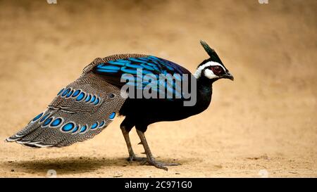 Palawan-Pfauenfasane (Polyplectron napoleonis), Männchen auf dem Boden auf der Insel Palawan, endemisch auf den Philippinen, Philippinen, Palawan Stockfoto