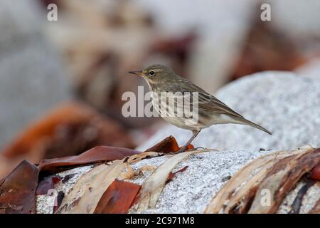 Felsgrube (Anthus petrosus), entlang der Küste auf einem Felsen mit Algen bedeckt, Frankreich, Ouessant Island Stockfoto