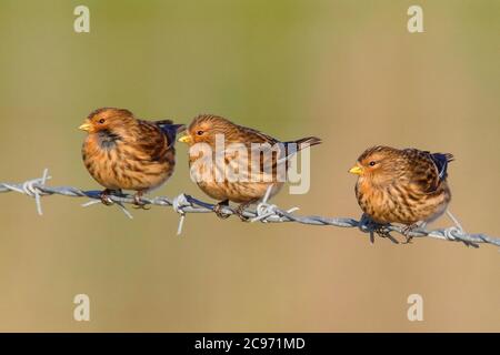 Britische Zweibeiner (Carduelis flavirostris pipilans, Carduelis pipilans), drei Erwachsene Vögel, die nebeneinander auf einem Stacheldrahtzaun stehen, Vereinigtes Königreich, England, Norfolk Stockfoto