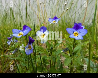 Herzenslust, Herzenslust, Herzlust, Tickle-my-fancy, Wilde Stiefmütterchen, Jack-jump-up-and-Kiss-me, Come-and-cuddle-me, drei Gesichter in einer Kapuze, Love-in-idleness (Viola tricolor), Blooming, Norwegen, Akershus, Gardermoen Stockfoto