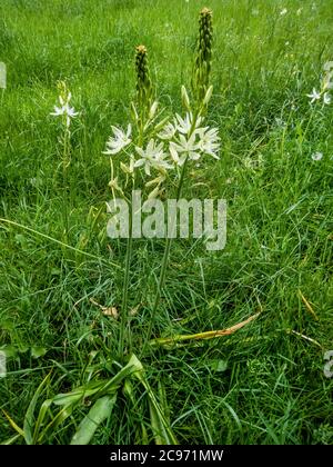 Stachelstern-von-bethlehem, stachelornithogalum (Ornithogalum pyrenaicum), blühend Stockfoto