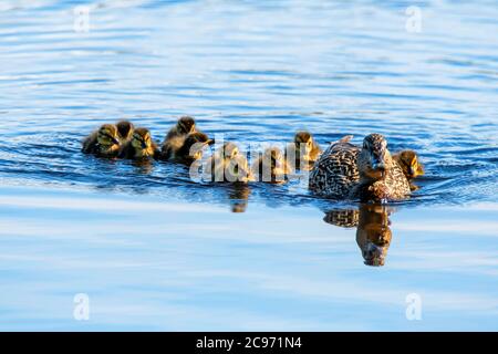 mallard (Anas platyrhynchos), Weibchen mit Küken, die auf dem See Prestvannet schwimmen, Norwegen, Troms, Tromsoe Stockfoto