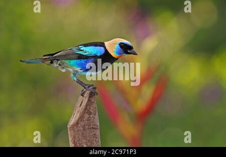 goldmaultangare (Tangara Larvata), Männchen auf einem Pfosten, Costa Rica Stockfoto