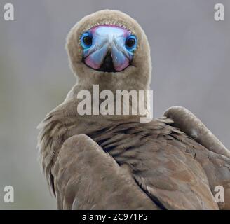 Rotfußbooby (Sula sula websteri, Sula websteri), starrt in die Kamera, Ecuador, Galapagos-Inseln Stockfoto
