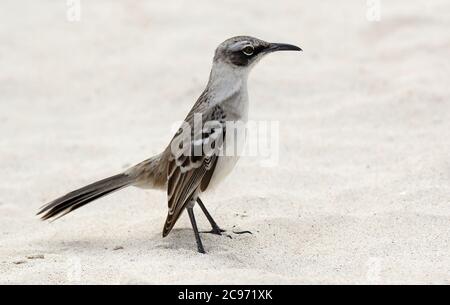 Galapagos-Mockingbird (Mimus parvulus, Nesomimus parvulus), am Strand stehend, Ecuador, Galapagos-Inseln Stockfoto