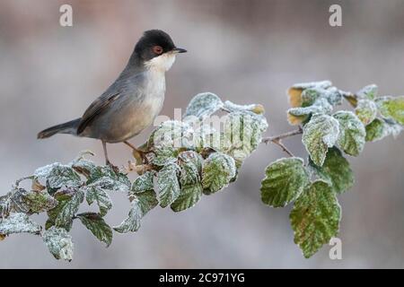 sardischer Waldsänger (Sylvia melanocephala), Männchen auf einem gefrorenen Ast, Seitenansicht, Italien, Stagno di Peretola Stockfoto