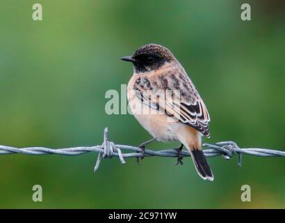 Sibirischer Steinechat, asiatischer Steinechat (Saxicola maurus), Männchen auf einem Stacheldraht, Vereinigtes Königreich, England, Norfolk Stockfoto