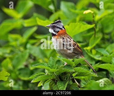 Rotbarsch (Zonotrichia capensis), Männchen im Busch, Costa Rica Stockfoto