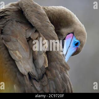 Rotfußbooby (Sula sula websteri, Sula websteri), Preening, Ecuador, Galapagos-Inseln Stockfoto