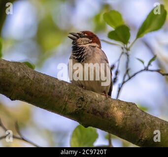 Haussperling (Passer domesticus), Haussperling zwitschert auf einem Zweig, Deutschland Stockfoto