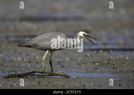 Weißgesichtige Reiher (Egretta novaehollandiae), Jagd, Neuseeland Stockfoto