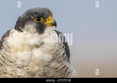 Wanderfalke (Falco peregrinus), Portrait, Spanien, Ebro Delta Stockfoto