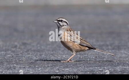 Rock Ammering (Emberiza cia), Weibliche Wanderung auf dem Boden, Spanien, Extremadura Stockfoto