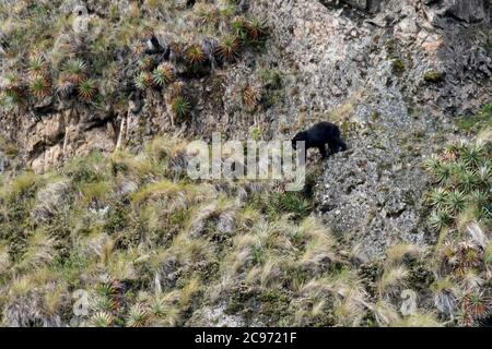 Brillenbär, Andenbär, Andenbär (Tremarctos ornatus), Klettern an einem steilen Hang, Seitenansicht, Ecuador, Anden Stockfoto